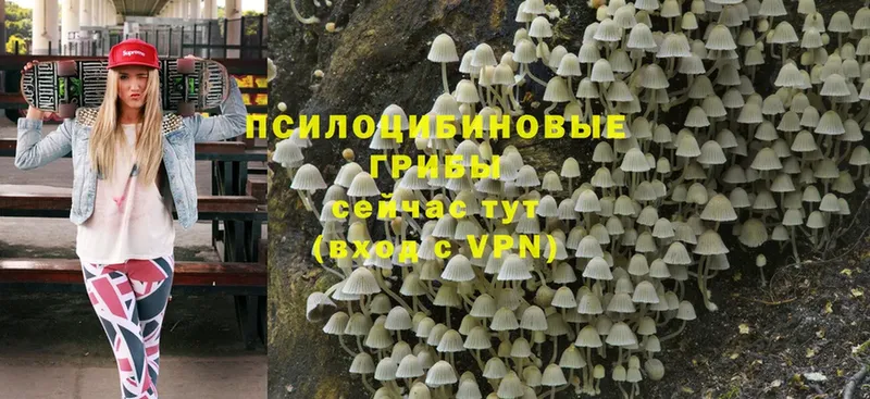 даркнет клад  Воронеж  Псилоцибиновые грибы Magic Shrooms 